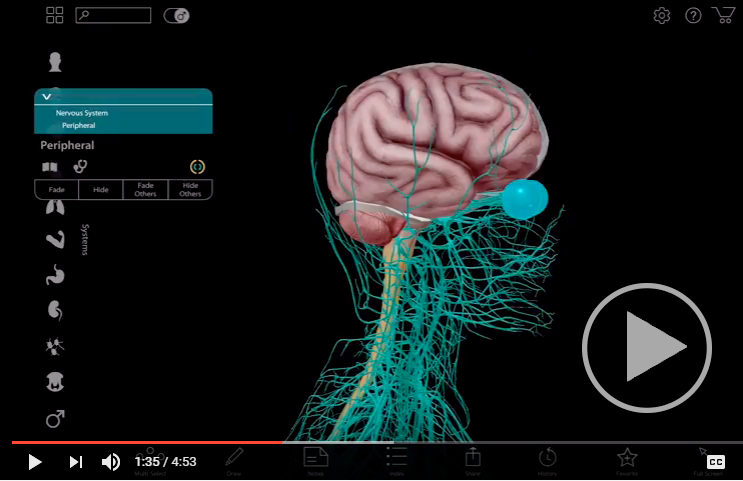 A Lot On Our Minds A Virtual Human Brain Dissection With Atlas 2017